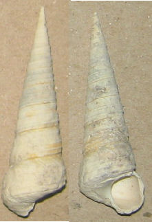 turritella 2